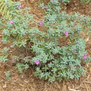 Set of 2 Dwarf Texas Sage Live Plants – Leucophyllum frutescens – 4-8” Tall Outdoor Shrub - Image 3