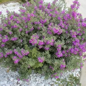 Set of 2 Dwarf Texas Sage Live Plants – Leucophyllum frutescens – 4-8” Tall Outdoor Shrub - Image 4