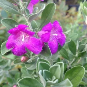 Set of 2 Dwarf Texas Sage Live Plants – Leucophyllum frutescens – 4-8” Tall Outdoor Shrub - Image 1