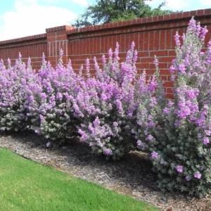 Set of 2 Dwarf Texas Sage Live Plants – Leucophyllum frutescens – 4-8” Tall Outdoor Shrub - Image 6