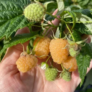 Set of 2 Fall Gold Raspberry Live Plants – 4-6" Tall – Edible Fruit Bush - Image 2