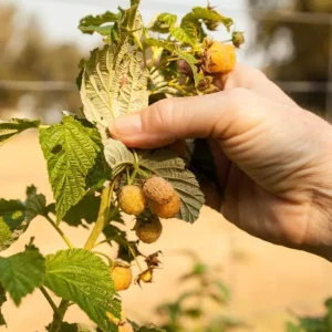 Set of 2 Fall Gold Raspberry Live Plants – 4-6