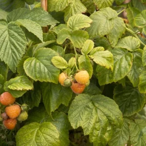 Set of 2 Fall Gold Raspberry Live Plants – 4-6