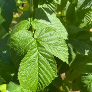 Set of 2 Fall Gold Raspberry Live Plants – 4-6