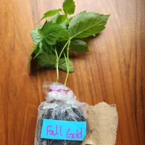 Set of 2 Fall Gold Raspberry Live Plants – 4-6
