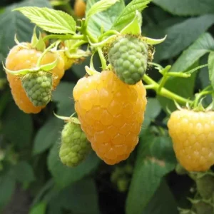 Set of 2 Fall Gold Raspberry Live Plants – 4-6" Tall – Edible Fruit Bush - Image 1