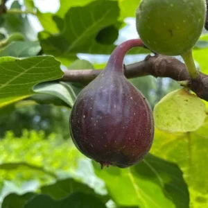 Set of 2 Fignomenal Fig Live Plants – 4-6" Tall – Edible Dwarf Fruit Tree for Indoor/Outdoor - Image 2