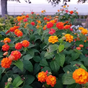 Set of 2 Frans Red Lantana Camara Live Plants - 4-6" Tall - Outdoor - Image 1