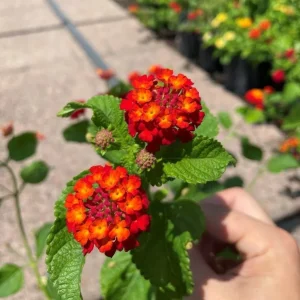 Set of 2 Frans Red Lantana Camara Live Plants - 4-6
