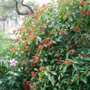 Set of 2 Hamelia Mexican Firebush Live Plants - 4-6