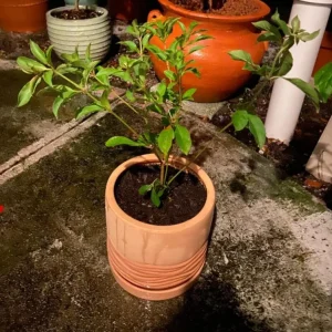 Set of 2 Hamelia Mexican Firebush Live Plants - 4-6