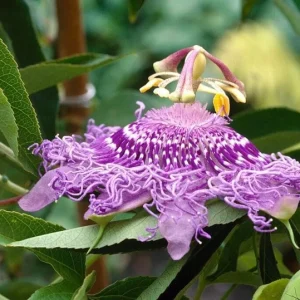 Set of 2 Incense Passion Flower Live Plants, Passiflora 'Incense', 4-6" Tall, Flowering Vine - Image 2