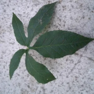 Set of 2 Incense Passion Flower Live Plants, Passiflora 'Incense', 4-6