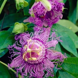 Set of 2 Incense Passion Flower Live Plants, Passiflora 'Incense', 4-6" Tall, Flowering Vine - Image 1