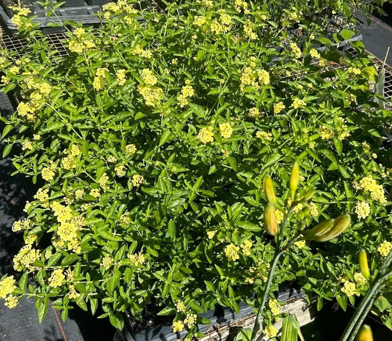 Set of 2 Lemon Drop Lantana Live Plants – 4-6" Tall – Attracts Butterflies & Hummingbirds – Low Maintenance Outdoor - Image 2