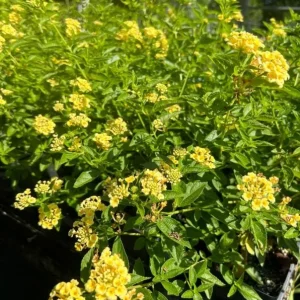 Set of 2 Lemon Drop Lantana Live Plants – 4-6