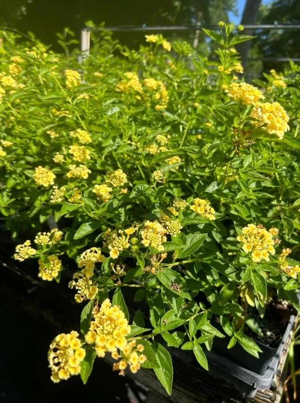 Set of 2 Lemon Drop Lantana Live Plants – 4-6" Tall – Attracts Butterflies & Hummingbirds – Low Maintenance Outdoor - Image 4