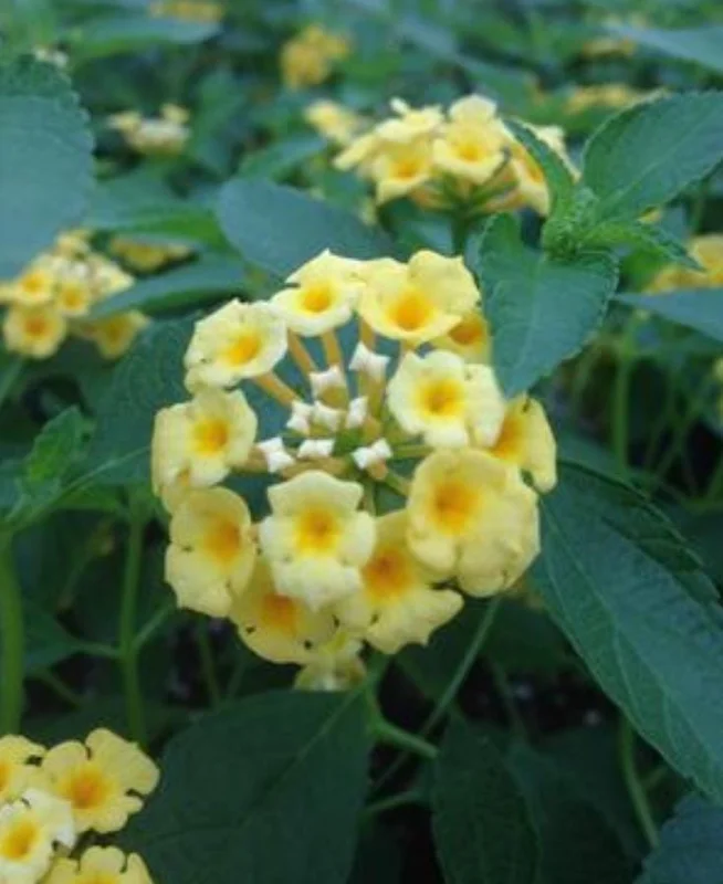 Set of 2 Lemon Drop Lantana Live Plants – 4-6" Tall – Attracts Butterflies & Hummingbirds – Low Maintenance Outdoor - Image 5