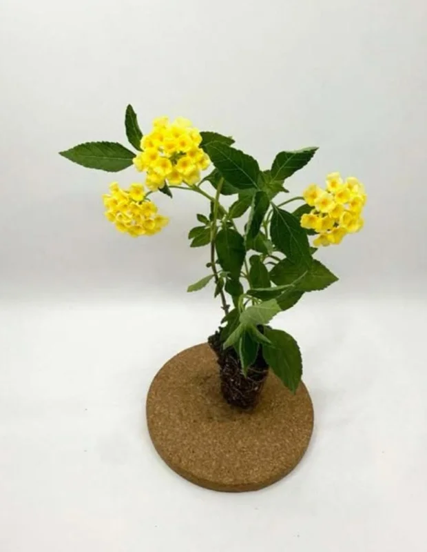 Set of 2 Lemon Drop Lantana Live Plants – 4-6" Tall – Attracts Butterflies & Hummingbirds – Low Maintenance Outdoor - Image 6