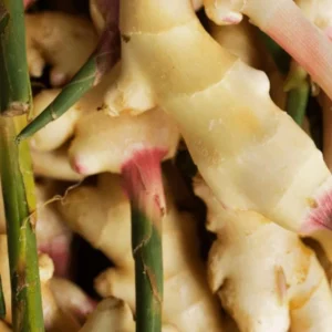 Set of 2 Live Thai Ginger Plants (Alpinia galanga) - 4-8" Tall Edible Culinary Galangal - Image 2