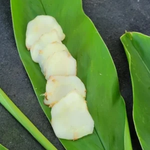 Set of 2 Live Thai Ginger Plants (Alpinia galanga) - 4-8