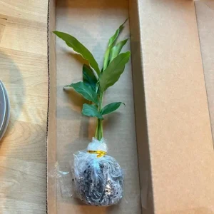 Set of 2 Live Thai Ginger Plants (Alpinia galanga) - 4-8