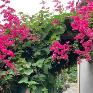 Set of 2 Mexican Creeper Live Plants - Antigonon leptopus - Pink Flowering Vine, 4-6" Tall, Outdoor or Container - Image 2