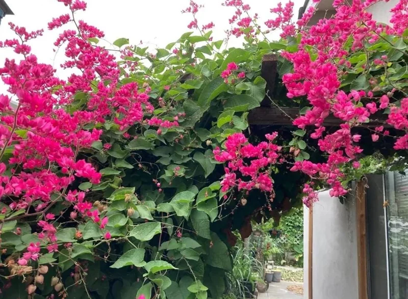 Set of 2 Mexican Creeper Live Plants - Antigonon leptopus - Pink Flowering Vine, 4-6" Tall, Outdoor or Container - Image 2