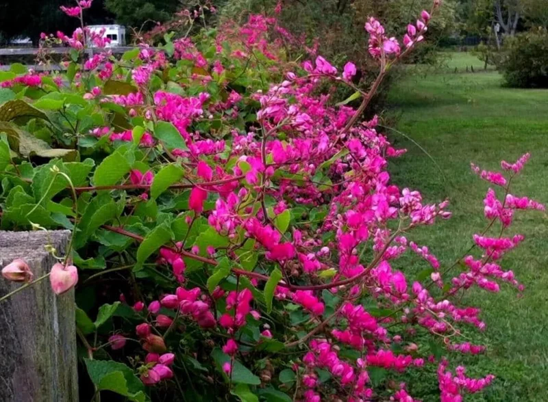 Set of 2 Mexican Creeper Live Plants - Antigonon leptopus - Pink Flowering Vine, 4-6" Tall, Outdoor or Container - Image 3