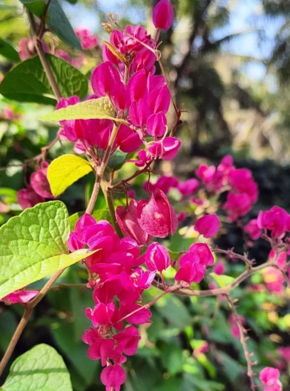Set of 2 Mexican Creeper Live Plants - Antigonon leptopus - Pink Flowering Vine, 4-6" Tall, Outdoor or Container - Image 5