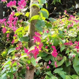 Set of 2 Mexican Creeper Live Plants - Antigonon leptopus - Pink Flowering Vine, 4-6