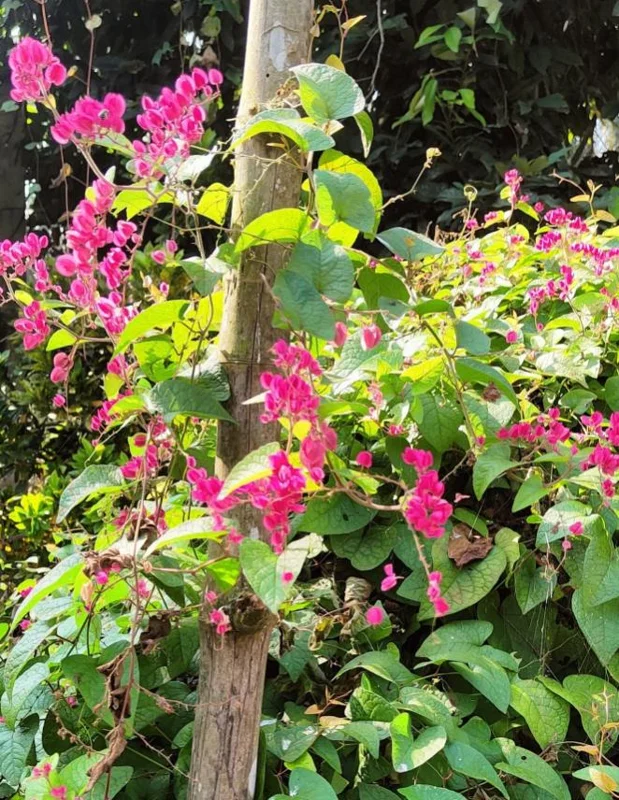 Set of 2 Mexican Creeper Live Plants - Antigonon leptopus - Pink Flowering Vine, 4-6" Tall, Outdoor or Container - Image 6