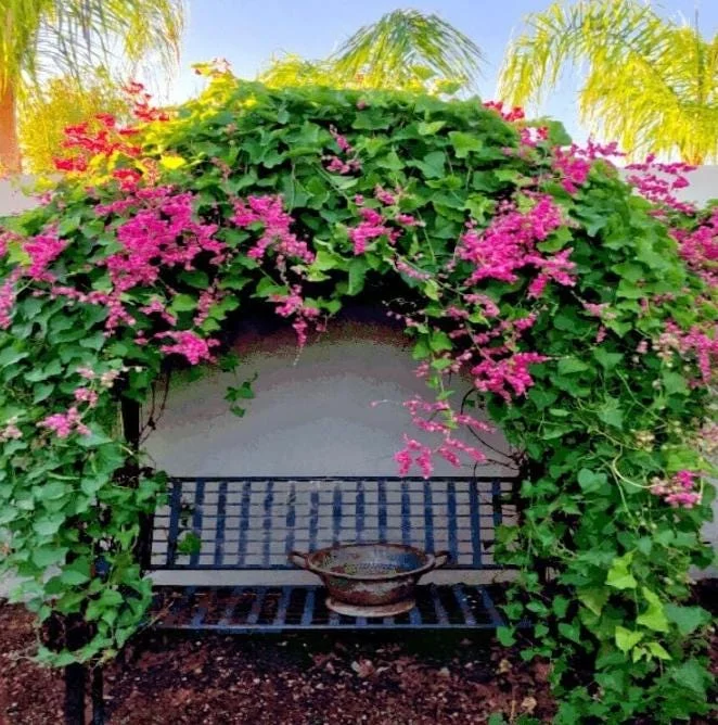 Set of 2 Mexican Creeper Live Plants - Antigonon leptopus - Pink Flowering Vine, 4-6" Tall, Outdoor or Container - Image 1