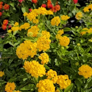 Set of 2 New Gold Lantana Live Plants – 4-6" Tall – Yellow Flowers – Attracts Pollinators – Outdoor - Image 2