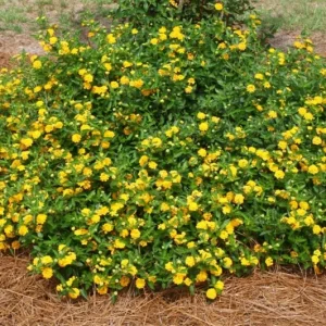 Set of 2 New Gold Lantana Live Plants – 4-6