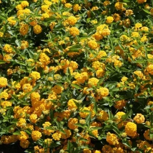 Set of 2 New Gold Lantana Live Plants – 4-6