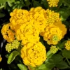 Set of 2 New Gold Lantana Live Plants – 4-6" Tall – Yellow Flowers – Attracts Pollinators – Outdoor - Image 1