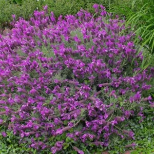 Set of 2 Otto Quast Lavender Live Plants 4-6