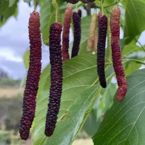 Set of 2 Pakistan Mulberry Live Plants - Morus nigra Fruit Tree Starters 6-8" Tall - Self-Fertile Outdoor - Image 2