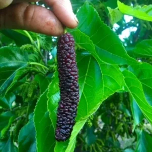 Set of 2 Pakistan Mulberry Live Plants - Morus nigra Fruit Tree Starters 6-8