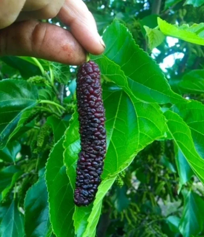 Set of 2 Pakistan Mulberry Live Plants - Morus nigra Fruit Tree Starters 6-8" Tall - Self-Fertile Outdoor - Image 4