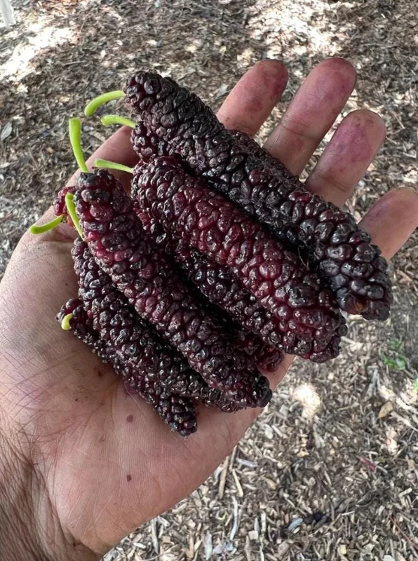 Set of 2 Pakistan Mulberry Live Plants - Morus nigra Fruit Tree Starters 6-8" Tall - Self-Fertile Outdoor - Image 5
