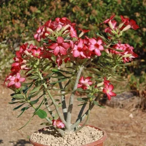 Set of 2 Pink Desert Rose Live Plants (Adenium obesum) 4-6