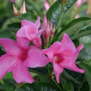 Set of 2 Pink Mandevilla Live Plants – 4-6