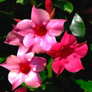 Set of 2 Pink Mandevilla Live Plants – 4-6