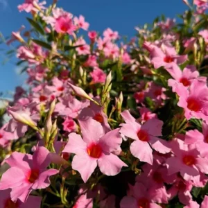 Set of 2 Pink Mandevilla Live Plants – 4-6" Tall Tropical Flowering Vines, Rooted - Image 1