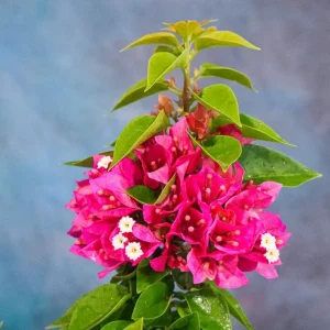 Set of 2 Pixie Pink Bougainvillea Live Plants – Dwarf, 4-6" Tall – Flowering Shrub - Image 2