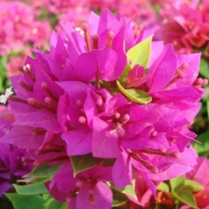 Set of 2 Pixie Pink Bougainvillea Live Plants – Dwarf, 4-6