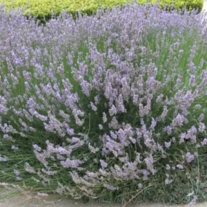 Set of 2 Provence Lavender Live Plants - 4-6