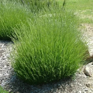 Set of 2 Provence Lavender Live Plants - 4-6